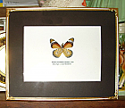 Vintage Framed Butterfly