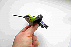 Hummingbird  paper mache Art sculpture
